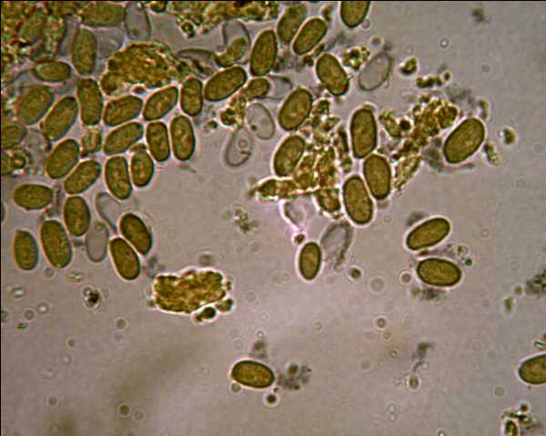 Gloeocystidiellum karstenii? (Laxitextum bicolor)